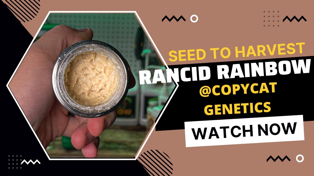 От семени до сбора урожая / Руководство по выращиванию прогорклой радуги - 1,5 фунта свежезаморож...