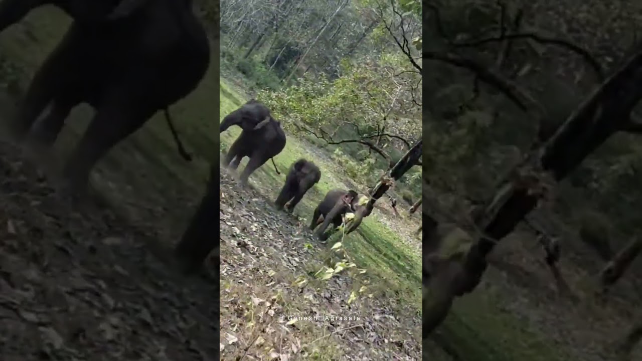 Parambikulam Tiger Reserve | Elephant | KSRTC | Jungle Safari