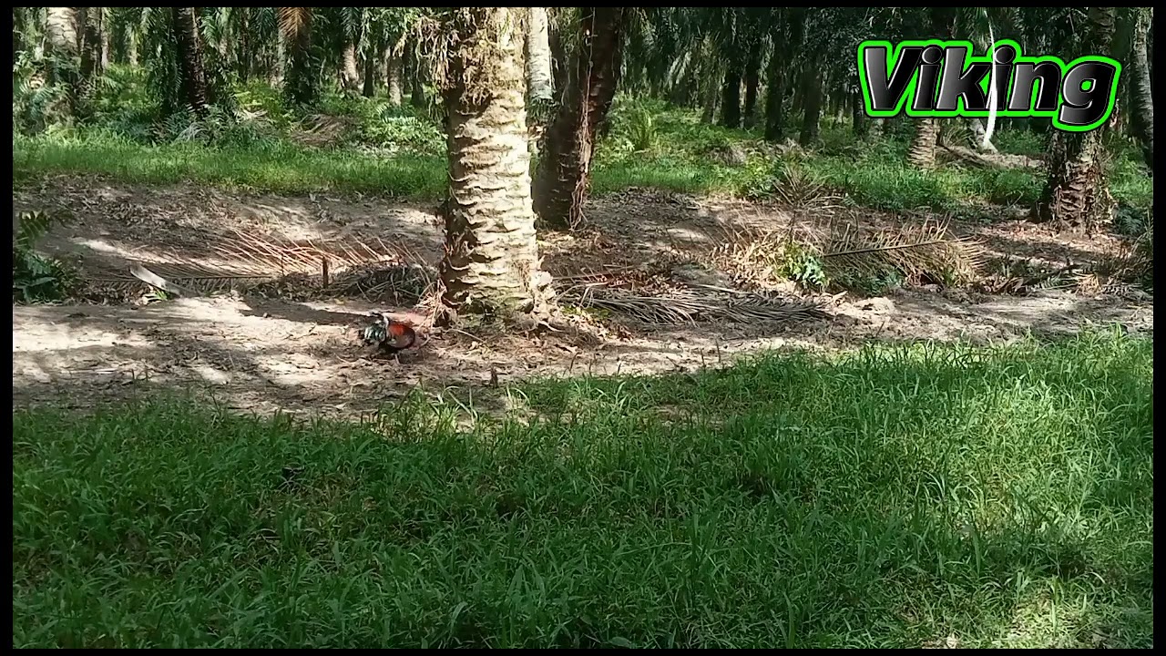 Ayam hutan - minggu ni santai degan kawan2 bawa viking tapau kill 1