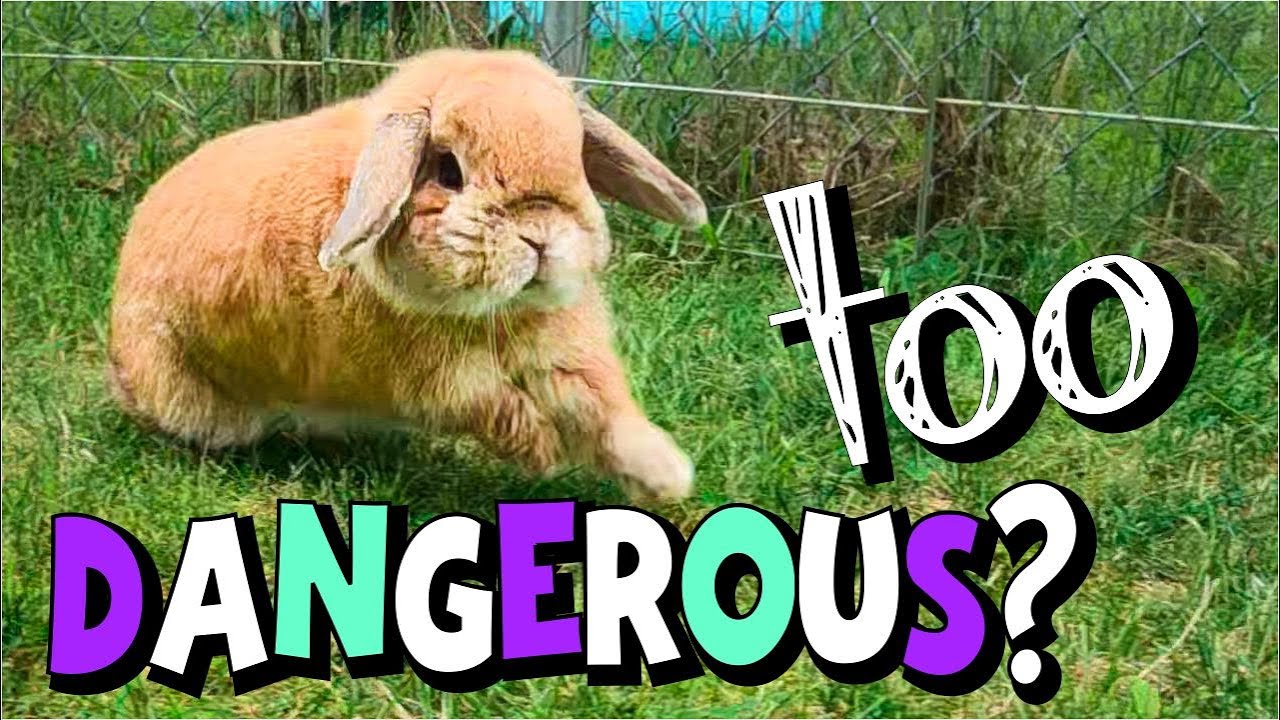 Top 5 Dangers of Letting your Pet Bunny Play Outside