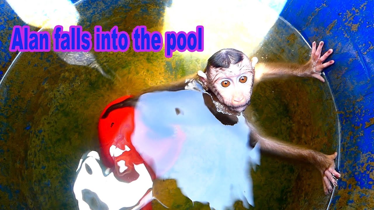Busy monkey Alan falls into the pool Shout Let Grandma help