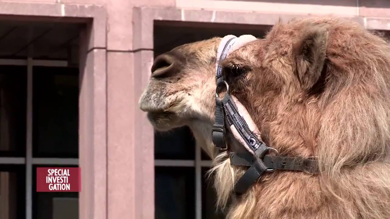 Samia Orosemane - Sp&eacute;cial Investigation | Business Ethnique (Extrait Dromadaire)