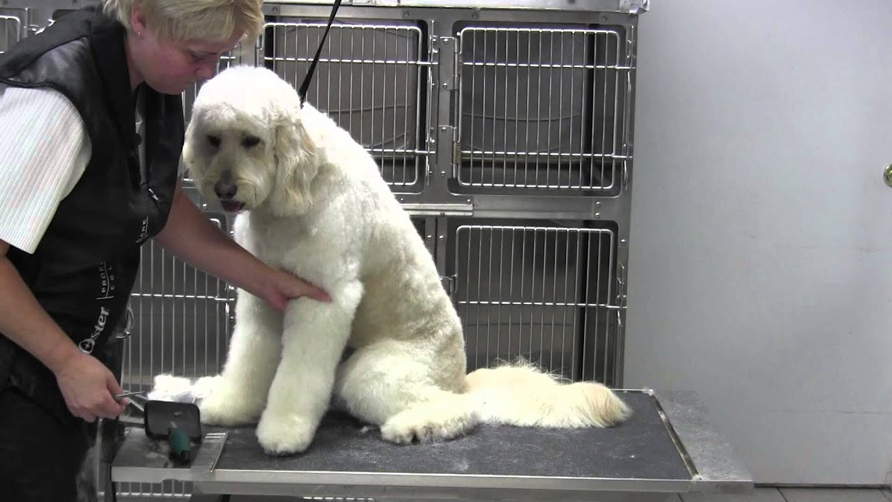 Golden Doodle- Legs- Front Foot