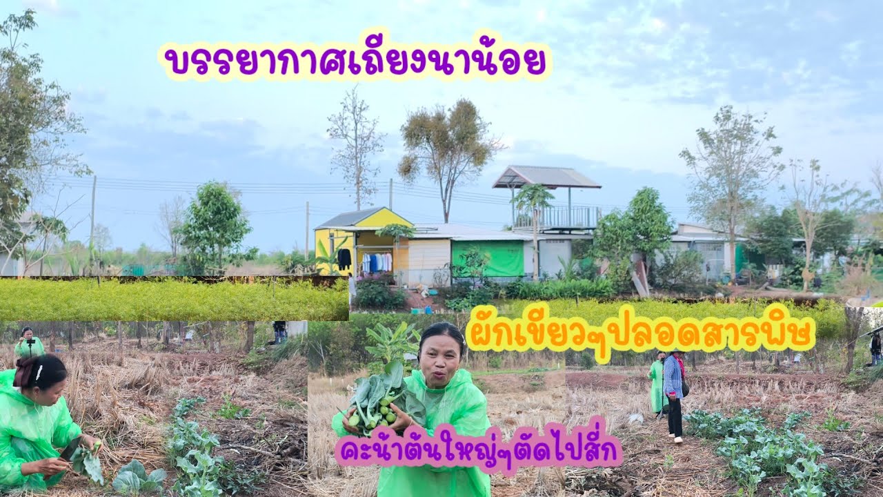 เถียงนาน้อยยามเช้าชายทุ่งผักปลอดสารพิษเขียวๆ