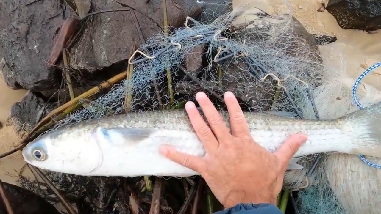 TA FILMADO‼️ 8ºC PEIXE ENCARANGOU.
