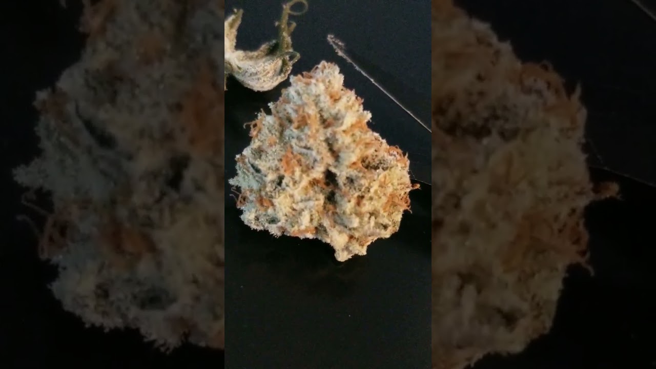 Lemon Berry Candy OG! Trichomes on Trichomes 🍋🍬