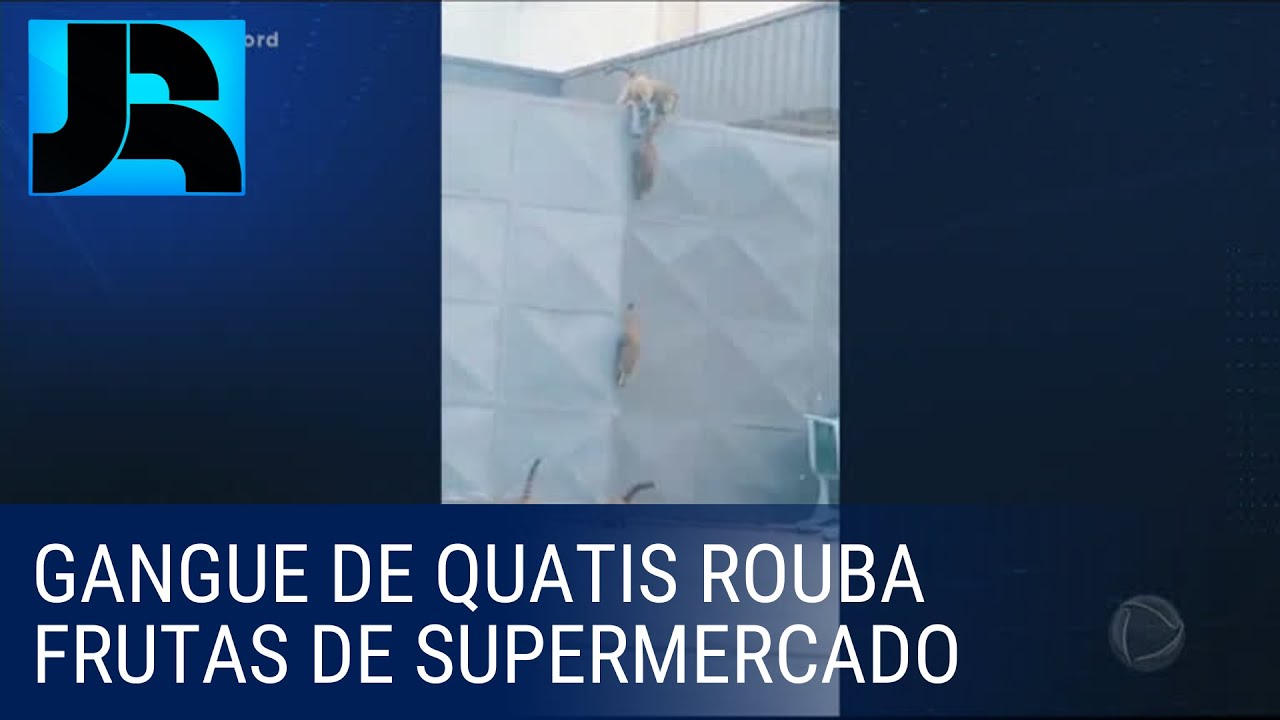 Flagra: grupo de 30 quatis escala port&otilde;es e muros para 'roubar' frutas
