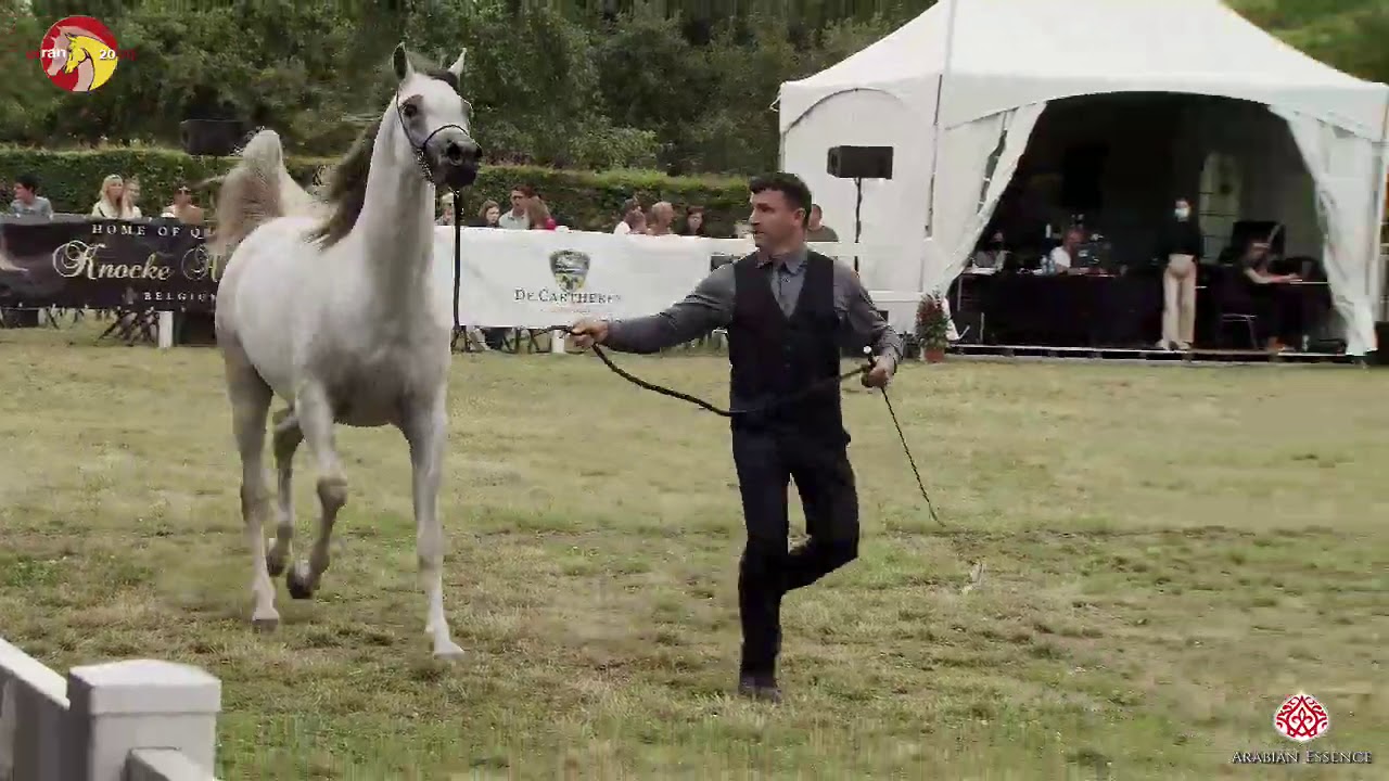 N 45 AJ ELAF   2020 ELRAN ARABIAN CUP   Colts 3 years old Class 8