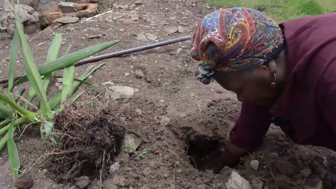 Planting Rare Plants in the Countryside 