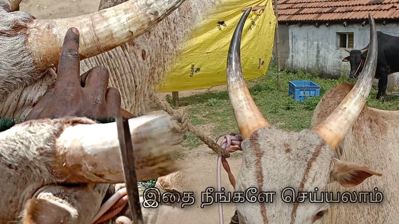 மாடு கொம்பு பராமரிப்பில் முக்கியமான விஷயங்கள் @paayumkaalai #jallikattu