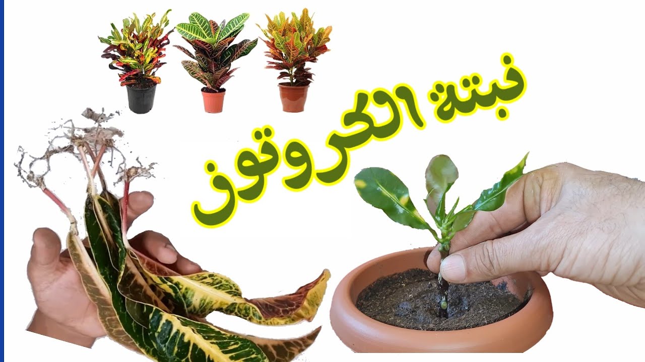 نبتة الكروتون، الاكثار و أسرار العناية بنبات croton care ري و تسميد و إكثار