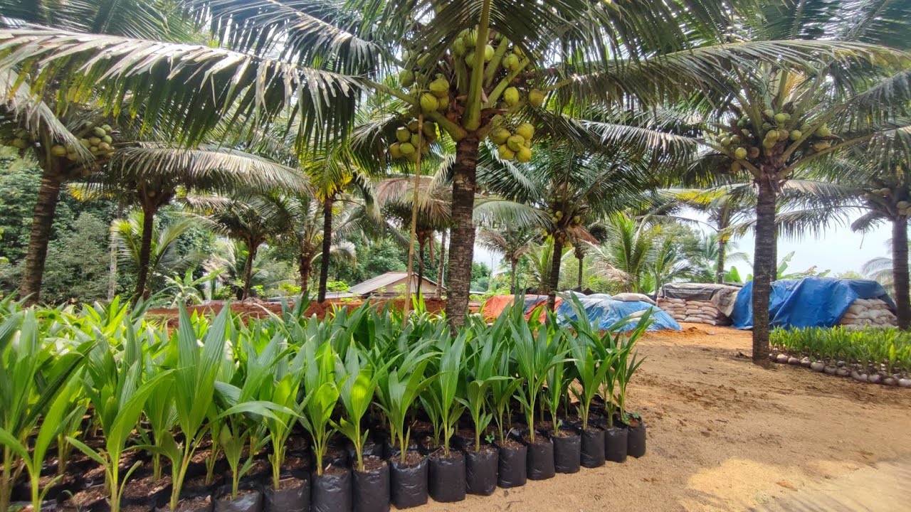 Bibit Kelapa Genjah Entog BERSERTIFIKAT UD TUNGGUL MAS 085225415300🌴🌴🌴🌴