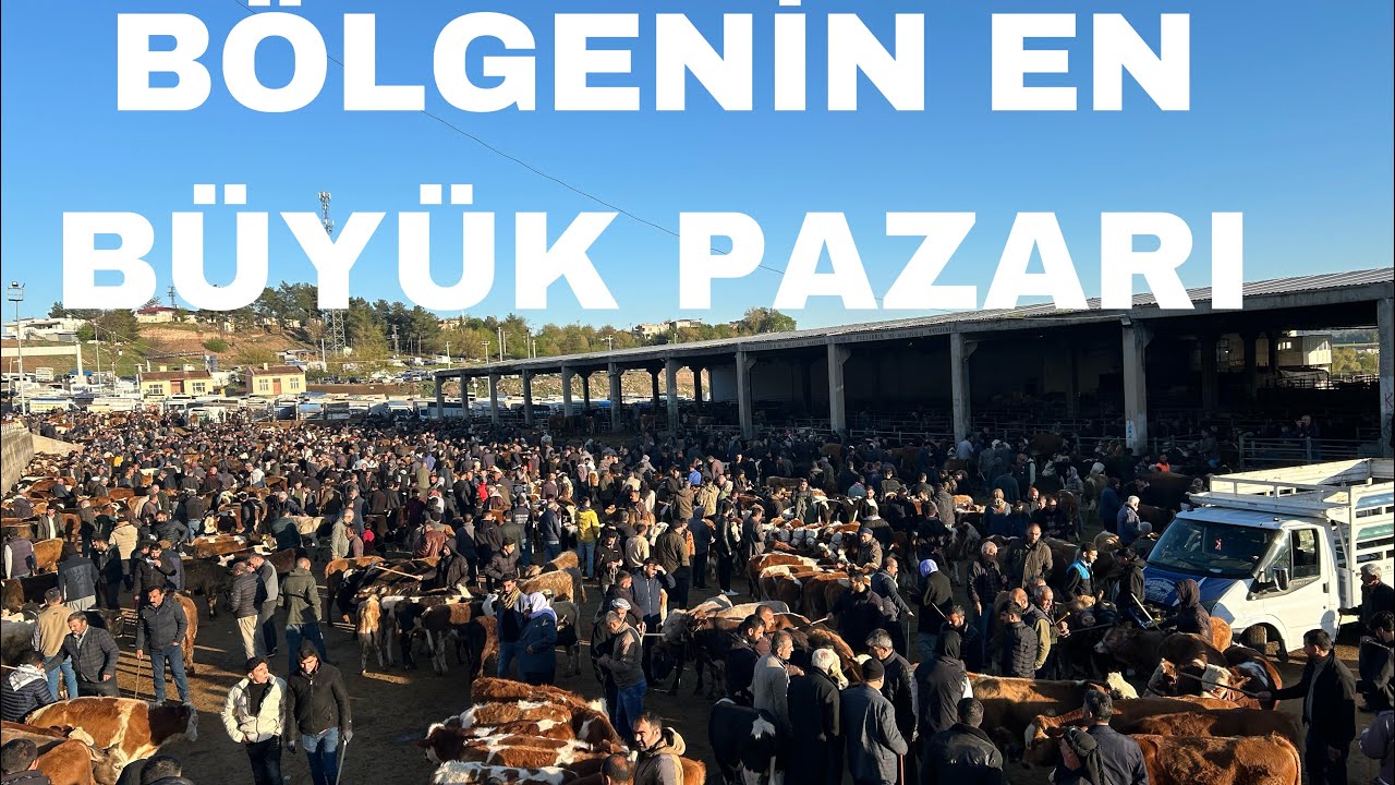 DİYARBAKIR HAYVAN PAZARINDA KURBANLIK DAMIZLIK DANA FİYATLARI.