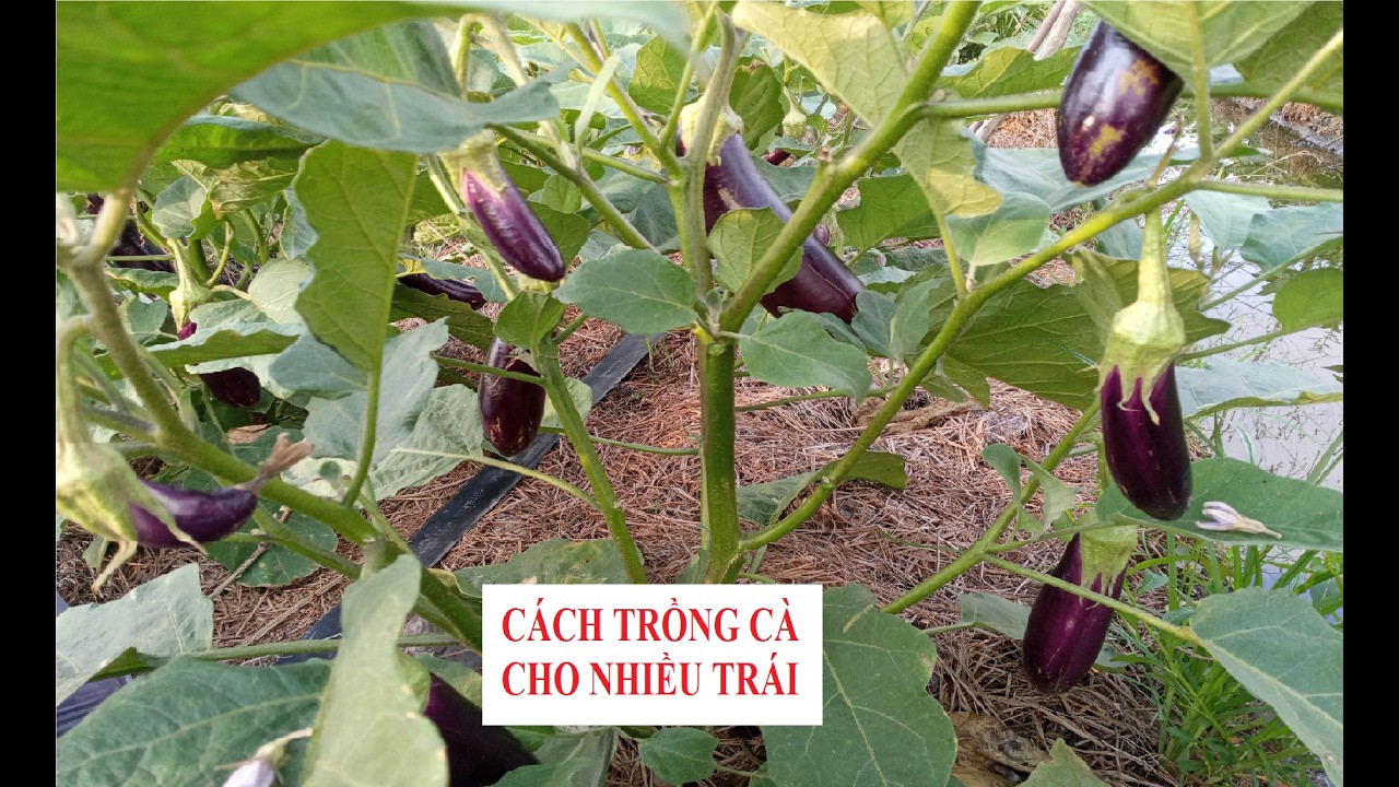 Cách trồng cà tím từ A đến Z.