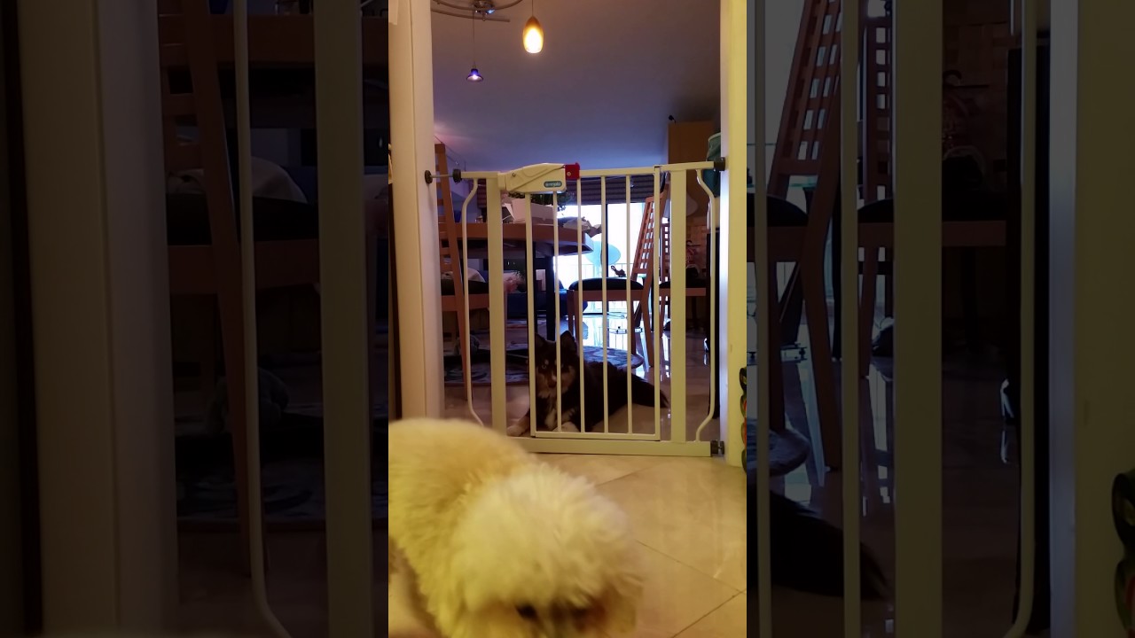 Sasha pomsky wanted to joy the rest of us I  the kitchen