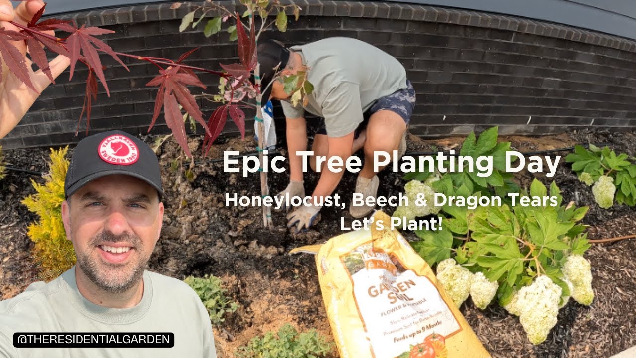 🌳 Planting 3 Stunning Statement Trees in the Garden!