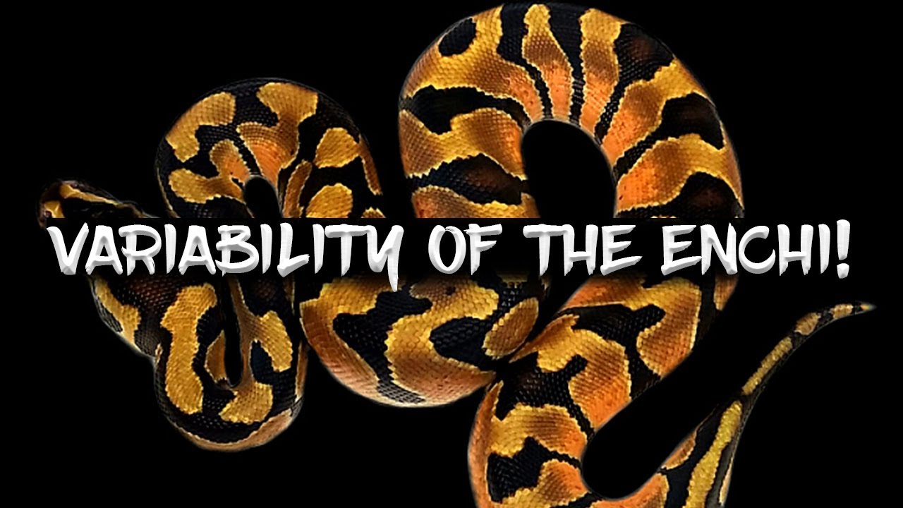 The Extreme Variability of the Enchi Ball Python!