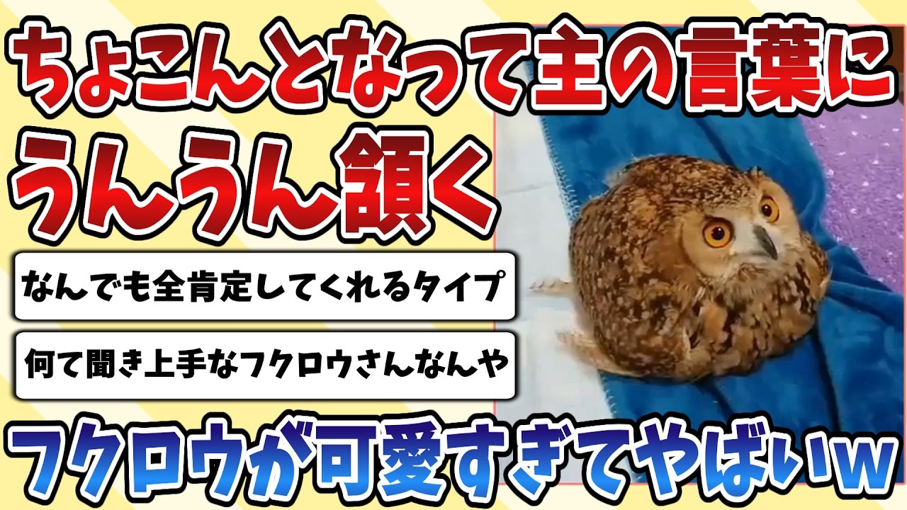 【2ch動物スレ】ちょこんと座りながら飼い主の言葉にうんうんって頷く【フクロウ】が可愛すぎてやばいｗｗｗ