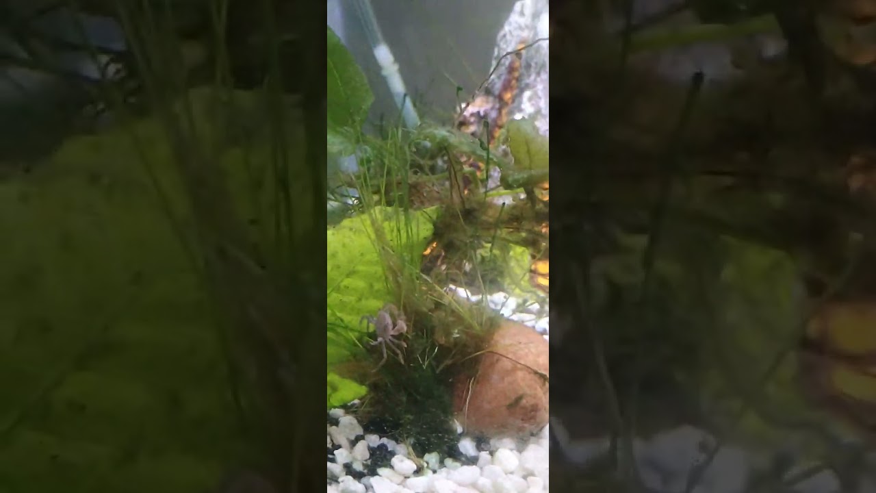My Freshwater pom pom crabs r out 