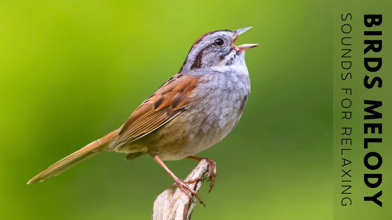 Birds Singing Without Music - Bird Sounds Relaxation, Soothing Nature Sounds, Birds Chirping