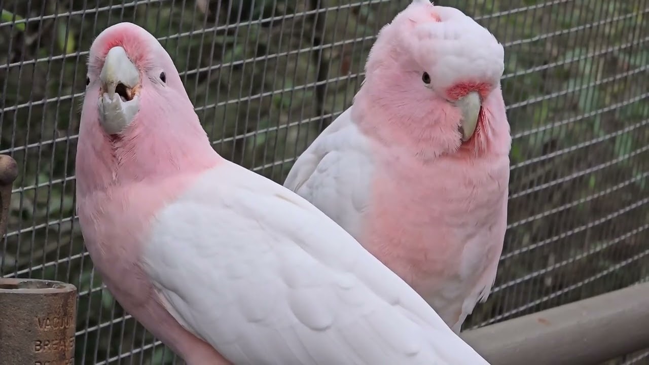 Pink cockatoos