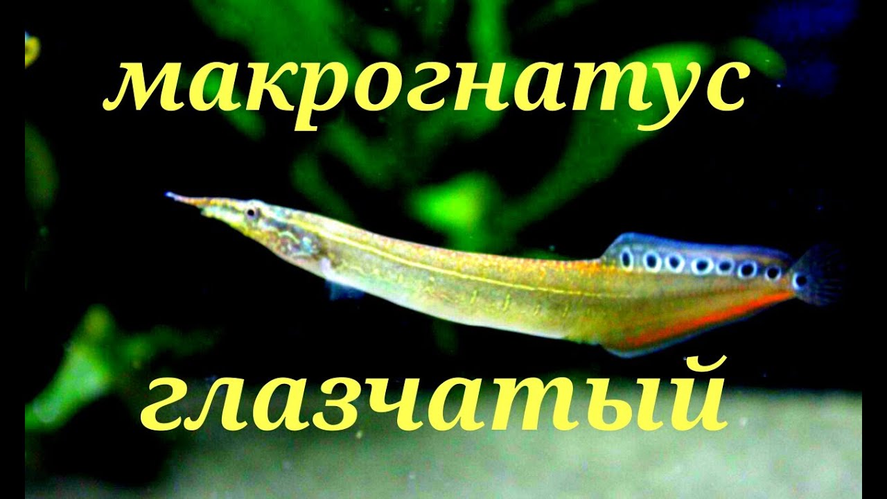 Аквариумные рыбки. Макрогнатус глазчатый
