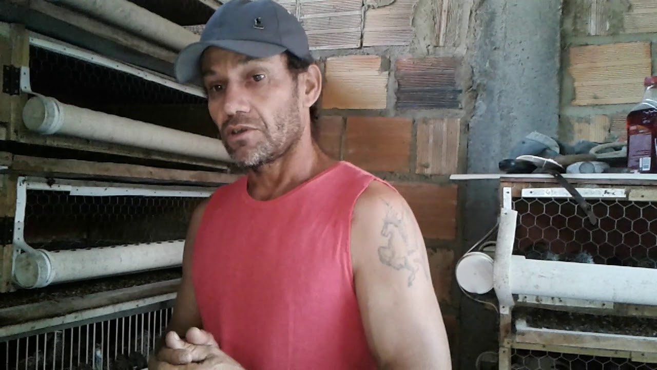 como ficou a gaiola de codorna pronta 30 vídeo
