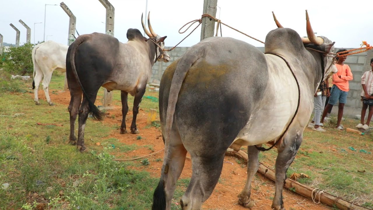 Prices of UPS  Bulls at Thamandralli Jallikattu bulls