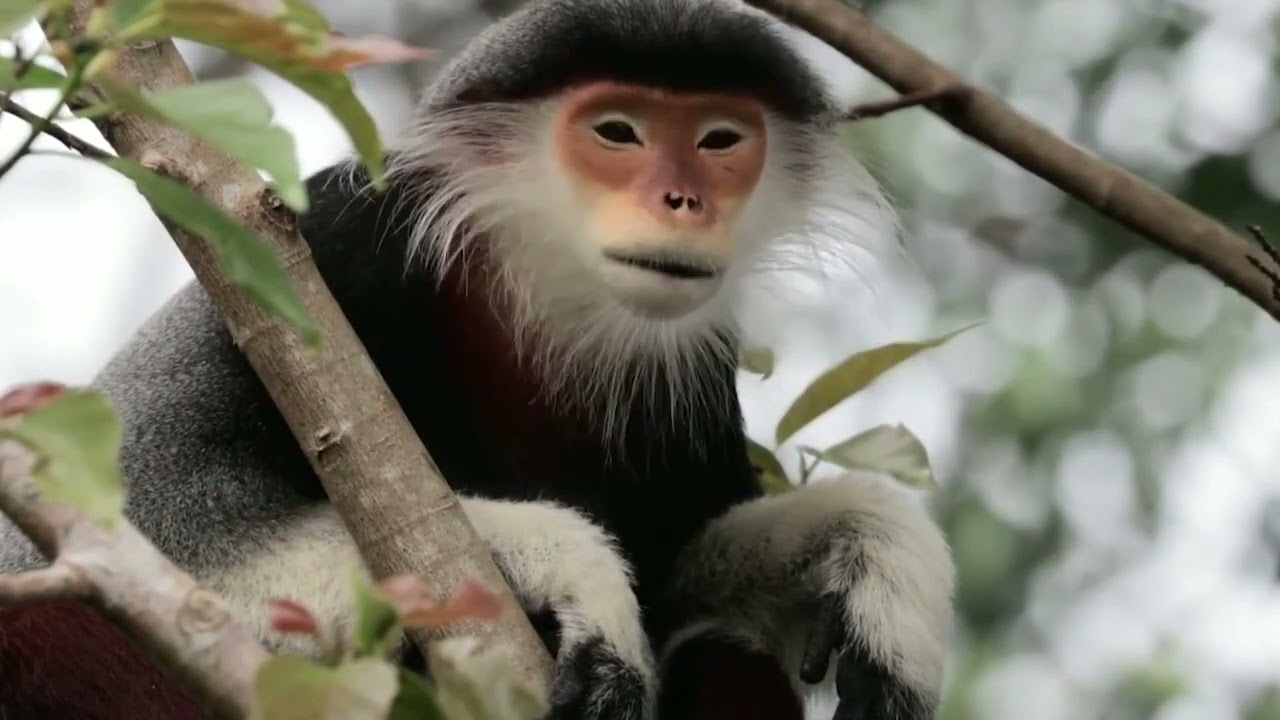 O Douc de Canelas Vermelhas , Red Shaked Douc,Macaco  de Canelas Vermelhas