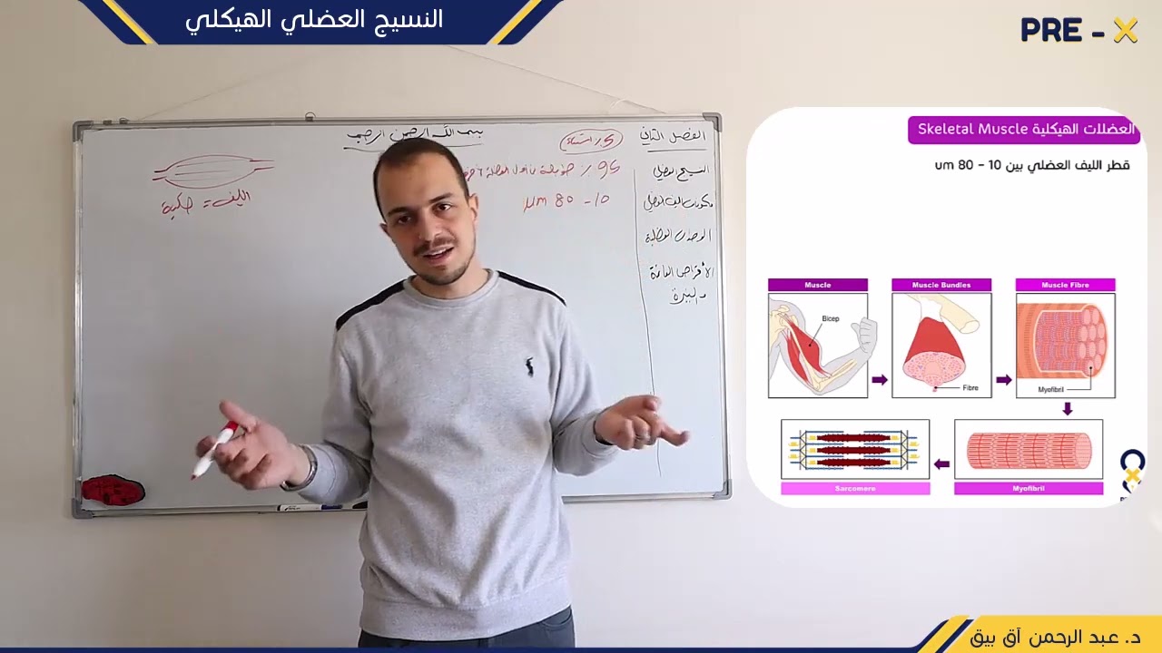 النسيج العضلي الهيكلي