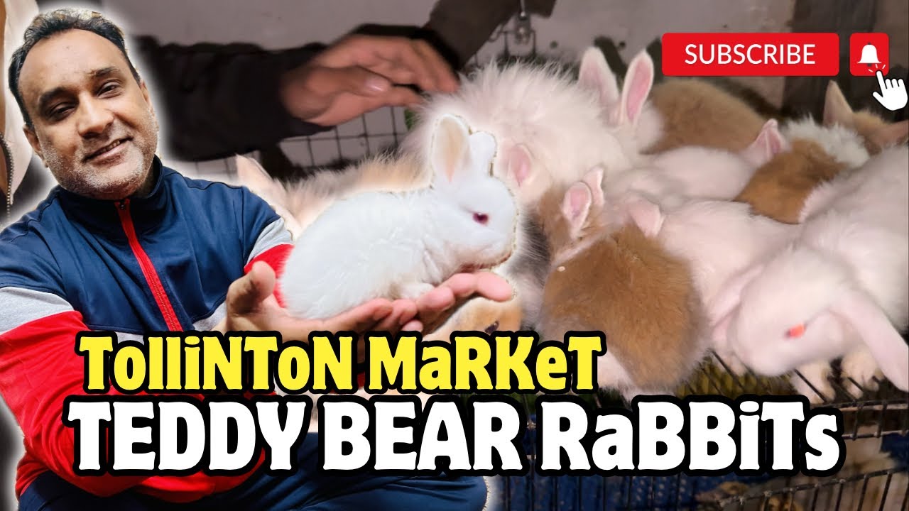 Fancy Rabbit - Fancy Rabbits Price in Pakistan | Tollinton market Lahore