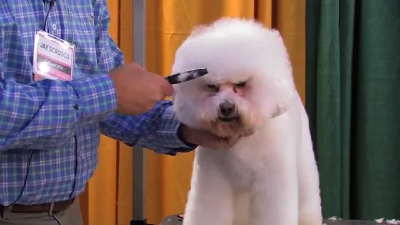 Corrective Grooming on a Bichon by Jay Scruggs