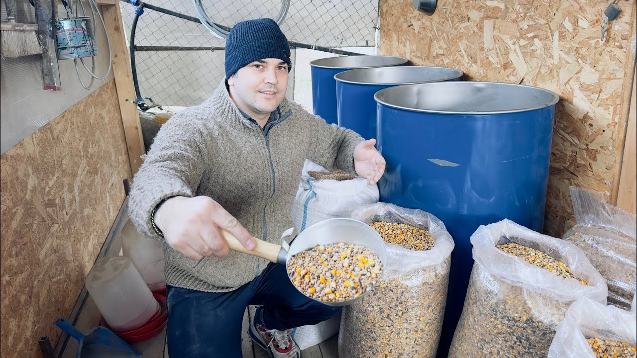 MIX CEREALE PENTRU OUA NON STOP SI GAINI URIASE!