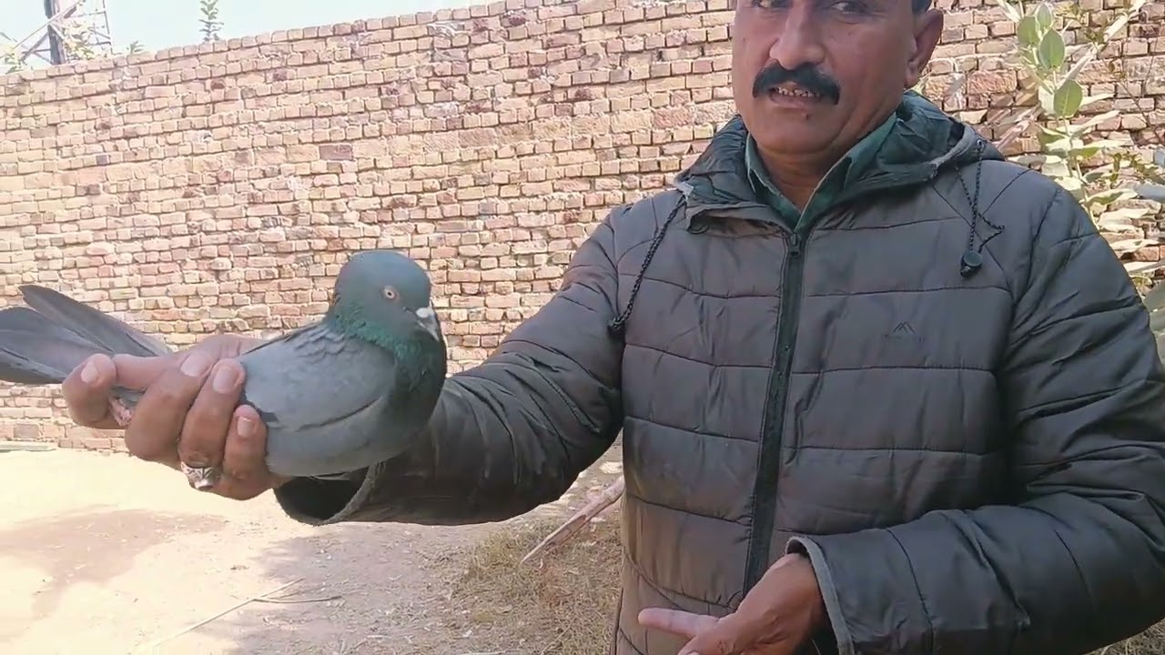 Record Qaim krny Waly Champion khilari Ustad Iqbal Khan Mianwali k Derinda breed 