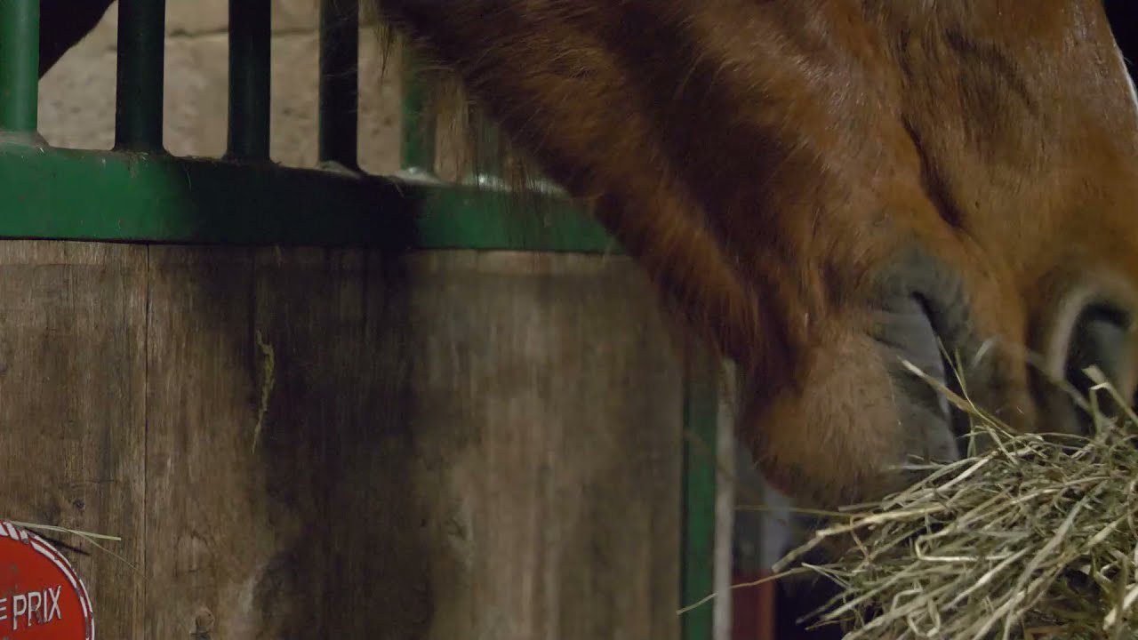 ASMR HORSES EATING for 15minutes straight