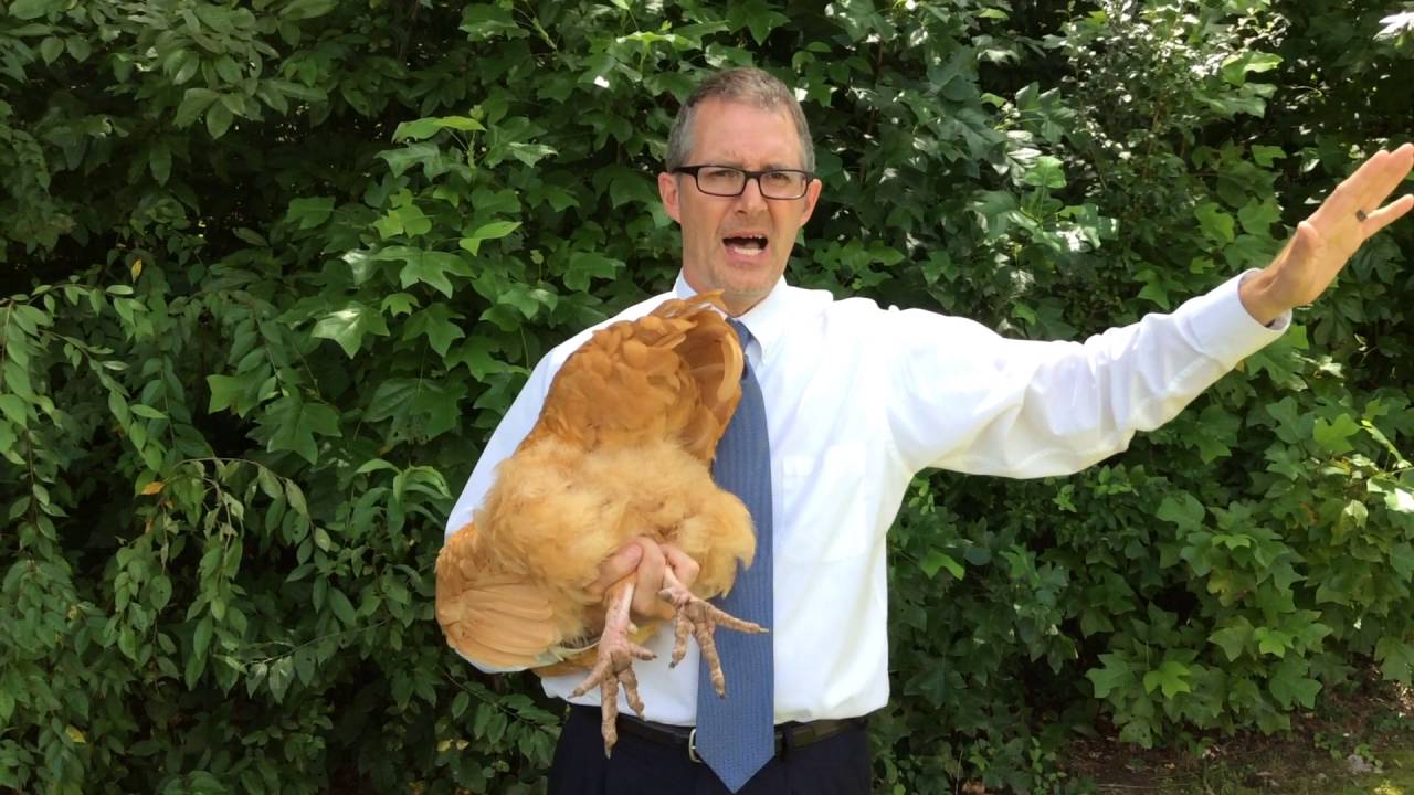 A Quick Overview of a Buff Orpington