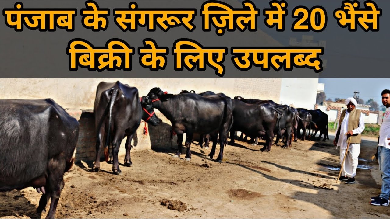 20 Buffaloes Available For Sale. Village-Bhullan,District-Sangrur,Punjab