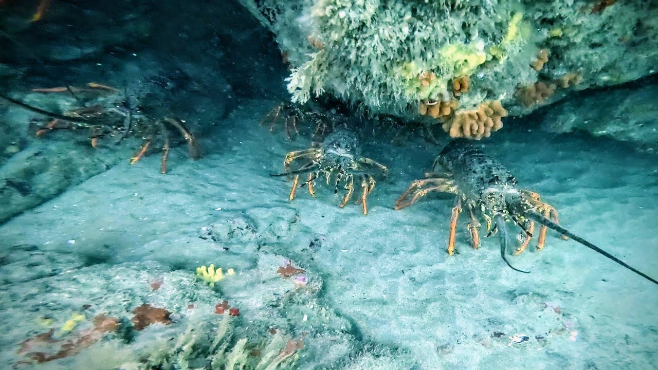 Spectacular West Coast Freediving with Kerry Flowers | Crayfish and Paua
