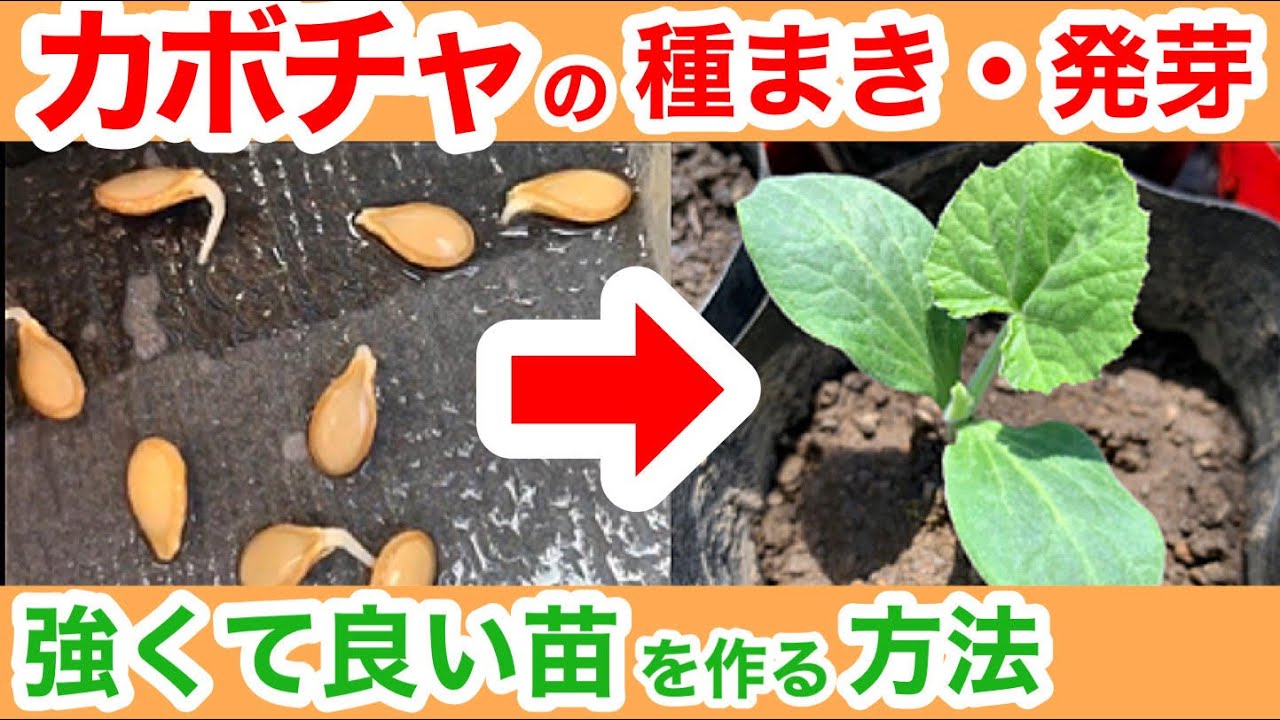 カボチャの種まき。双葉が出たらコレをしよう！