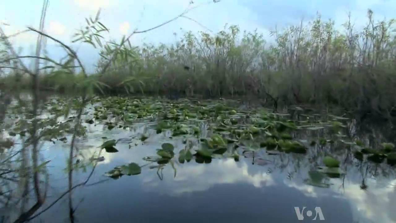 Voices of America: Bill Alvarez, Everglades Guide