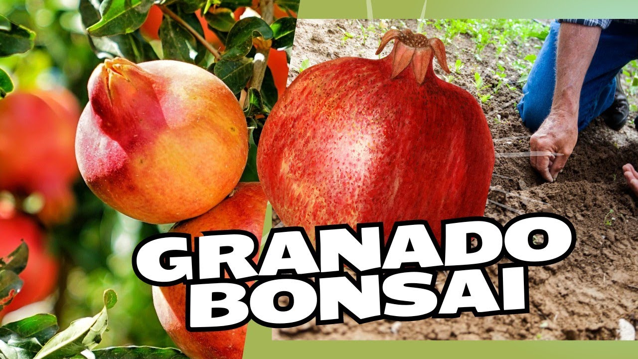 Bonsai de granado de semilla.
