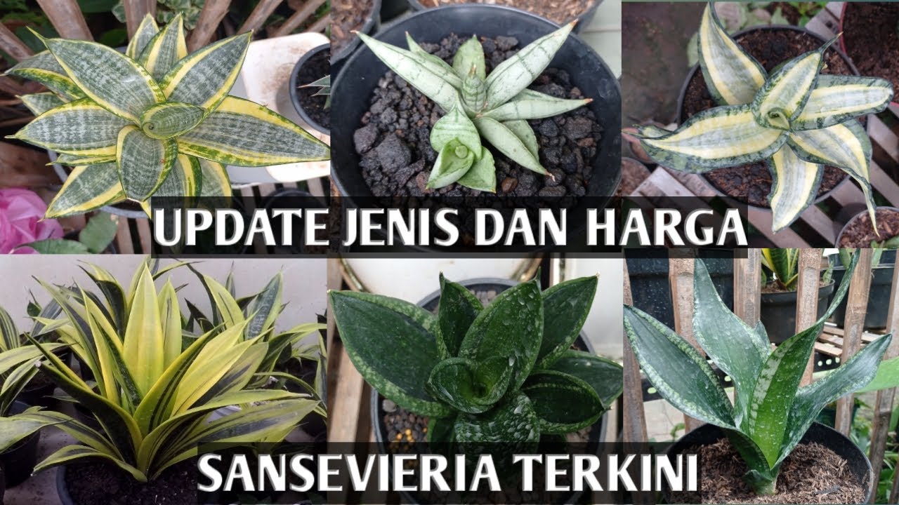 UPDATE JENIS DAN HARGA SANSEVIERIA || HARGA SANSIVERA TERKINI