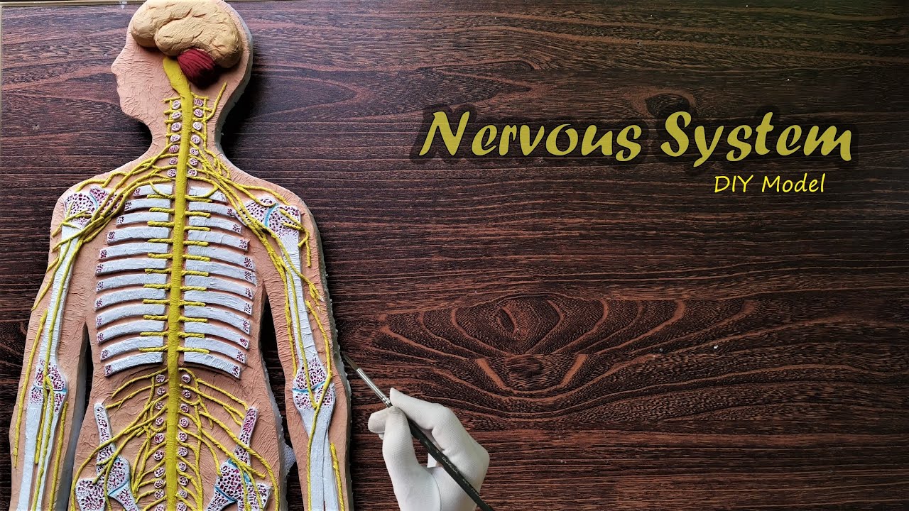 How to make Nervous System 3d Project | DIY Project | Holiday Homework