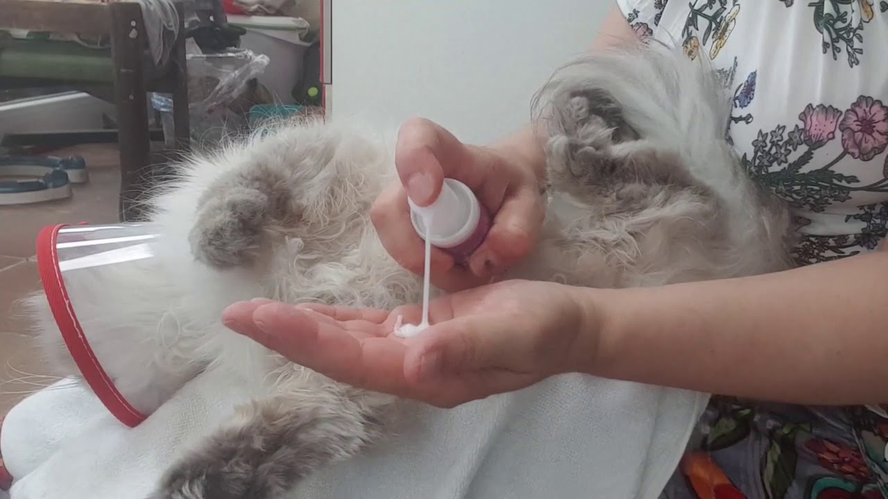 Tutorial. Gato persa con nudos y muda de pelo! Que estrés!  Aprende como quitar nudos fácil y rápido