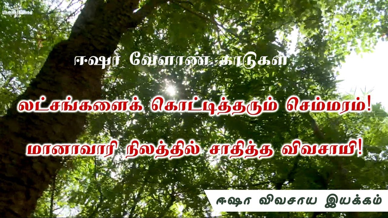 லட்சங்களைக் கொட்டி தரும் செம்மரம்! மானாவாரியில் சாதிக்கும் விவசாயி!!