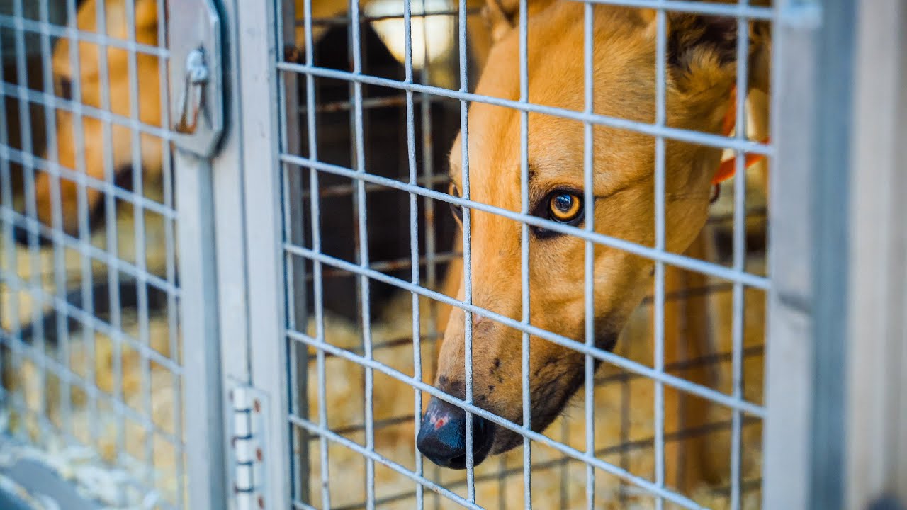 Chrty v nouzi zachraňují adopcí