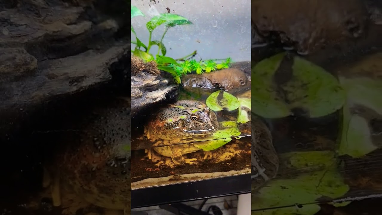 Super Cool Pac-Man frog at exotic pet store florda🐸 📷❤️
