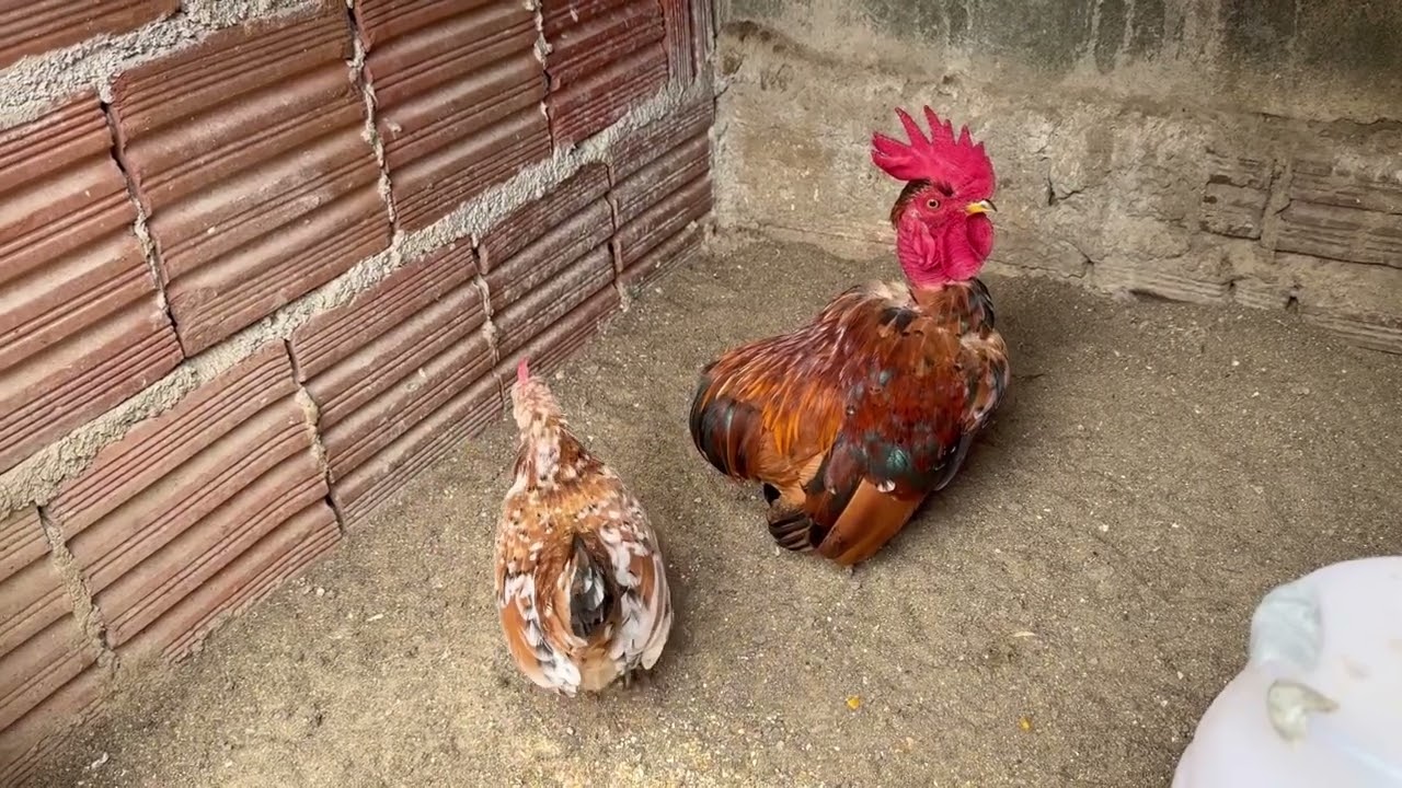 Atualização do Criatorio