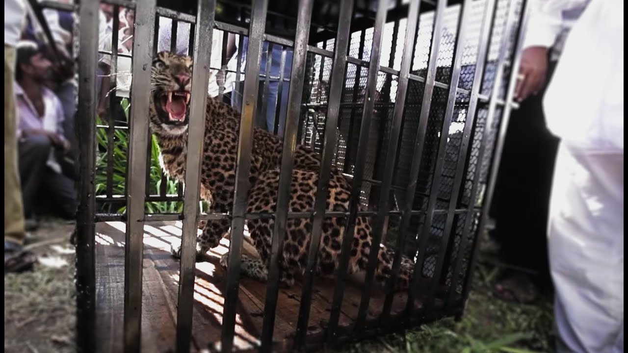 Translocation Stress on Leopards | Leopards: An Unnatural History | BBC Earth