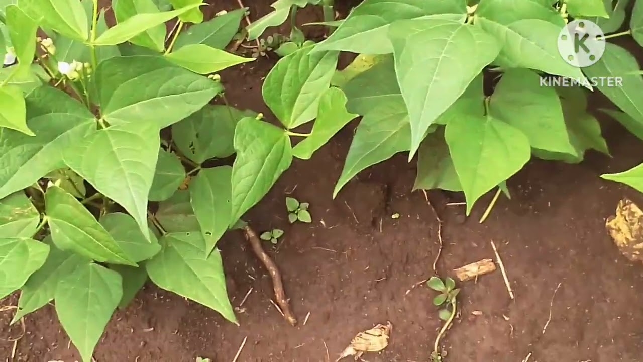 How to inter crop maize and beans and become successful in Uganda